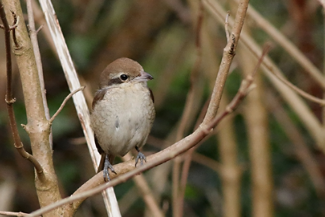 25 februari 2017, Bruine Klauwier, Den Helder_01