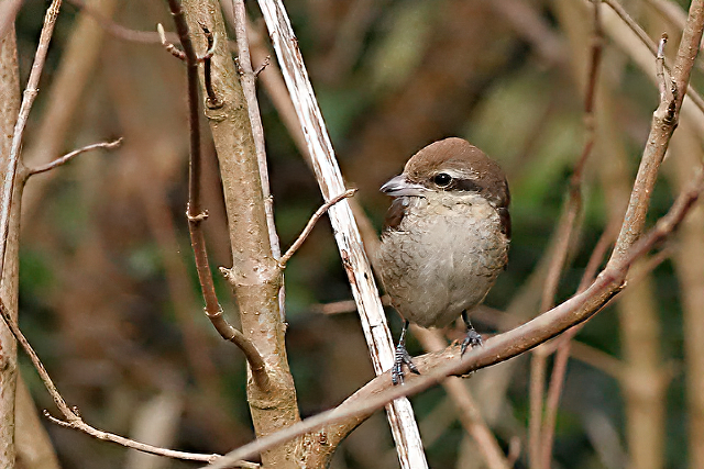 25 februari 2017, Bruine Klauwier, Den Helder_02