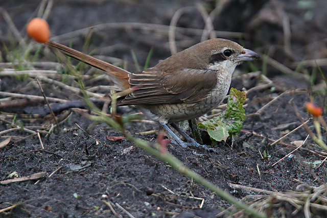 25 februari 2017, Bruine Klauwier, Den Helder_03