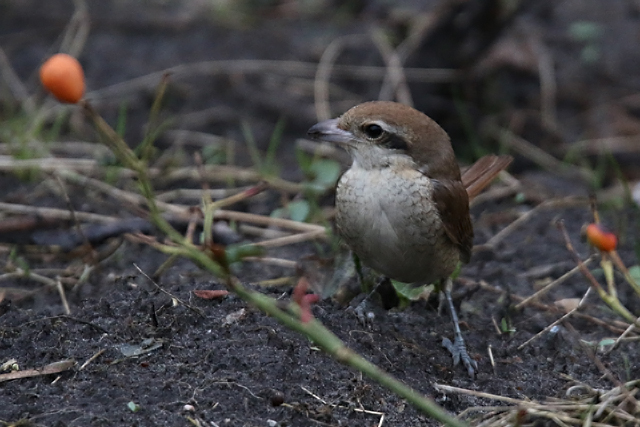 25 februari 2017, Bruine Klauwier, Den Helder_04
