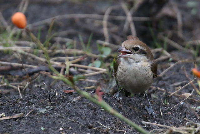 25 februari 2017, Bruine Klauwier, Den Helder_05