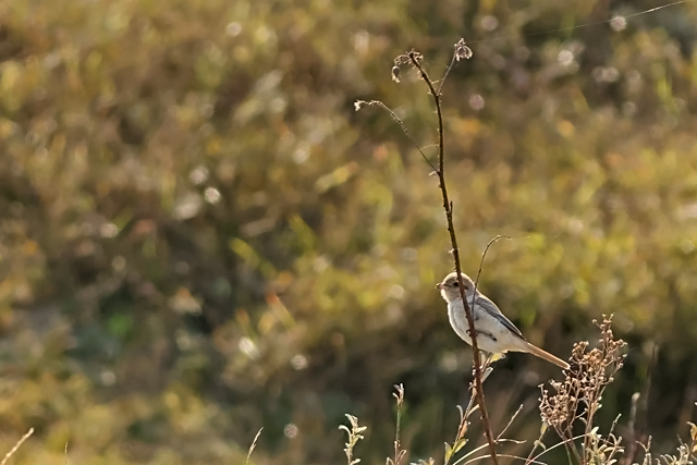 15 oktober 2024, Daurische Klauwier, Texel - Mandenvallei_01