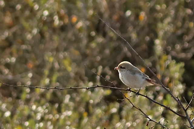 15 oktober 2024, Daurische Klauwier, Texel - Mandenvallei_02