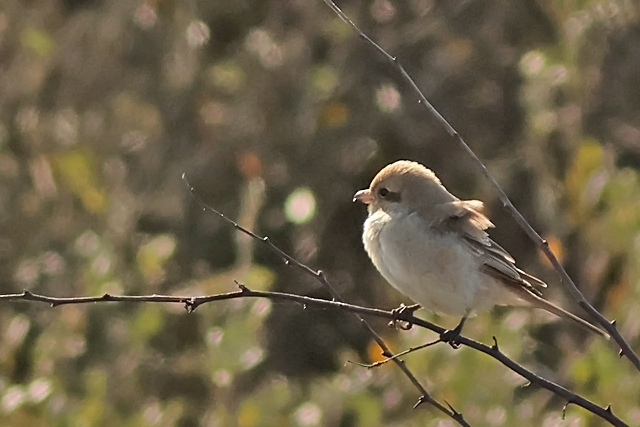 15 oktober 2024, Daurische Klauwier, Texel - Mandenvallei_03