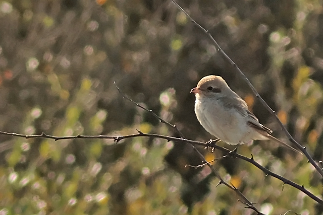 15 oktober 2024, Daurische Klauwier, Texel - Mandenvallei_04