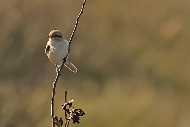 15 oktober 2024, Daurische Klauwier, Texel - Mandenvallei_05