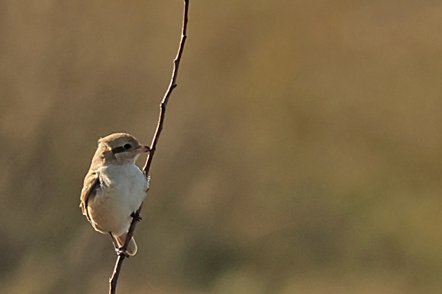 15 oktober 2024, Daurische Klauwier, Texel - Mandenvallei_06