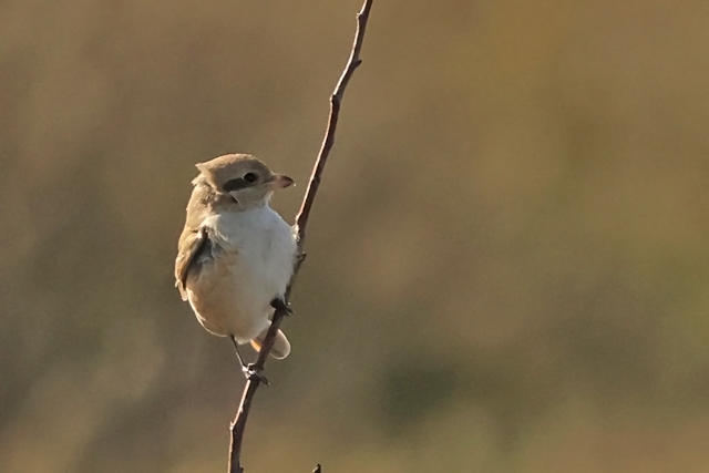 15 oktober 2024, Daurische Klauwier, Texel - Mandenvallei_07