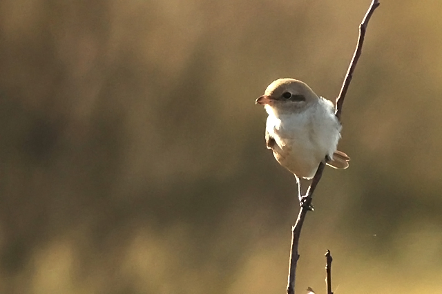 15 oktober 2024, Daurische Klauwier, Texel - Mandenvallei_08
