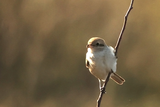 15 oktober 2024, Daurische Klauwier, Texel - Mandenvallei_09