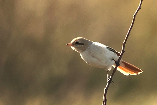 15 oktober 2024, Daurische Klauwier, Texel - Mandenvallei_11