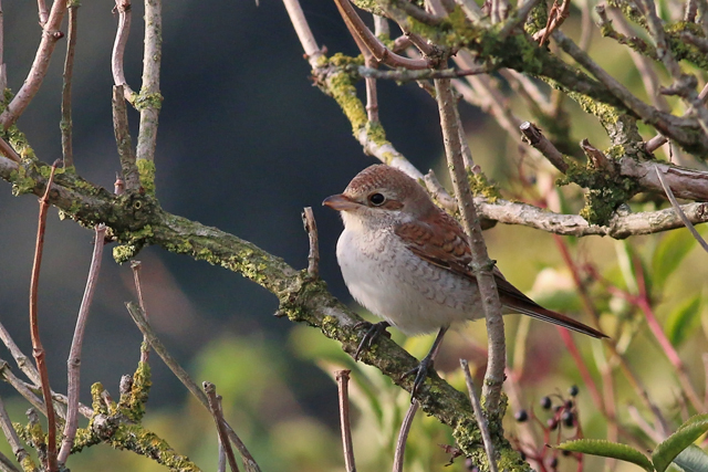 16 september 2018, Grauwe Klauwier, Kustweg-Lauwersmeer