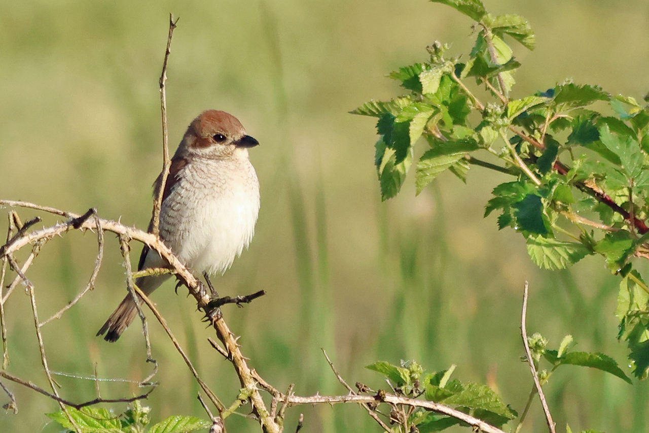 17 mei 2025, Grauwe Klauwier, Oude Willem