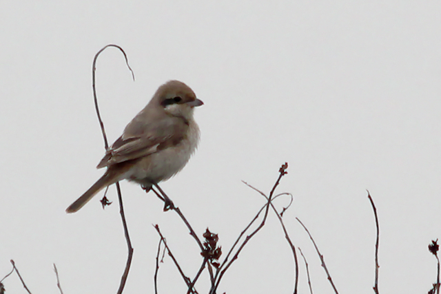 11 oktober 2014, Putative, Turkestaanse klauwier_Texel