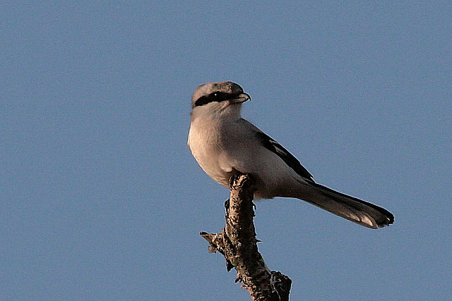 9 januari 2008, Klapekster, Fochteloërveen_1