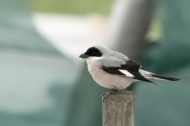 31 mei 2013, Kleine klapekster, Voorhout