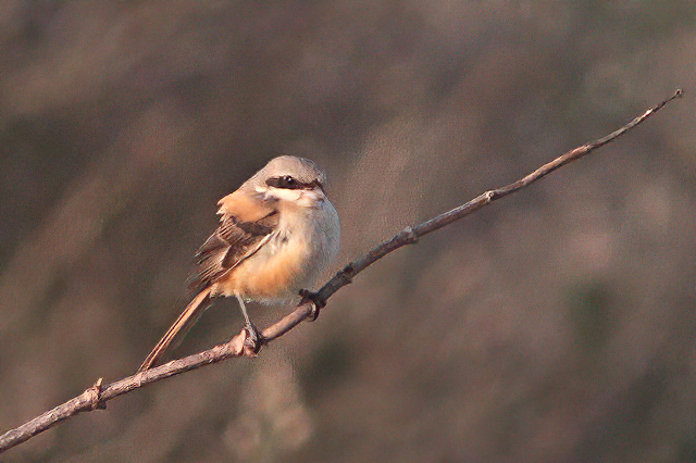 31 oktober 2011, Langstaartklauwier, Den helder_01