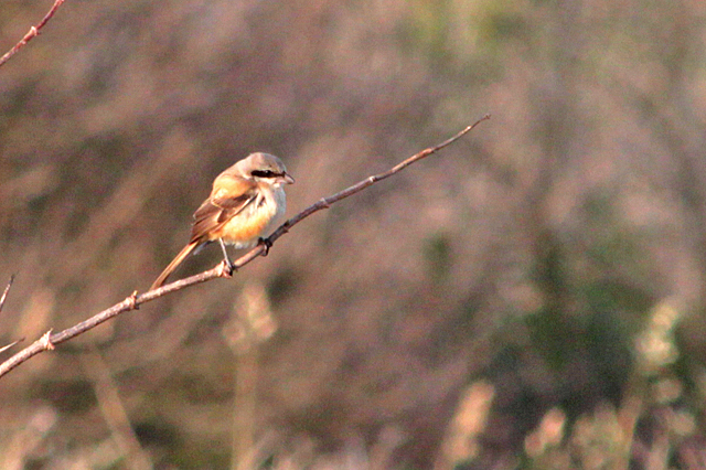 31 oktober 2011, Langstaartklauwier, Den helder_02