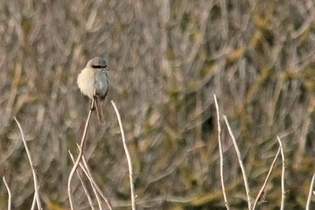 31 oktober 2011, Langstaartklauwier, Den helder_04