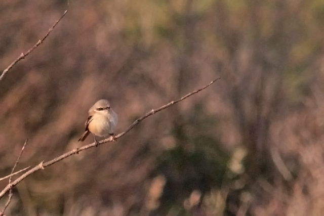 31 oktober 2011, Langstaartklauwier, Den helder_05