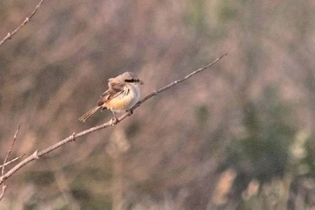 31 oktober 2011, Langstaartklauwier, Den helder_09
