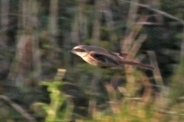 31 oktober 2011, Langstaartklauwier, Den helder_10