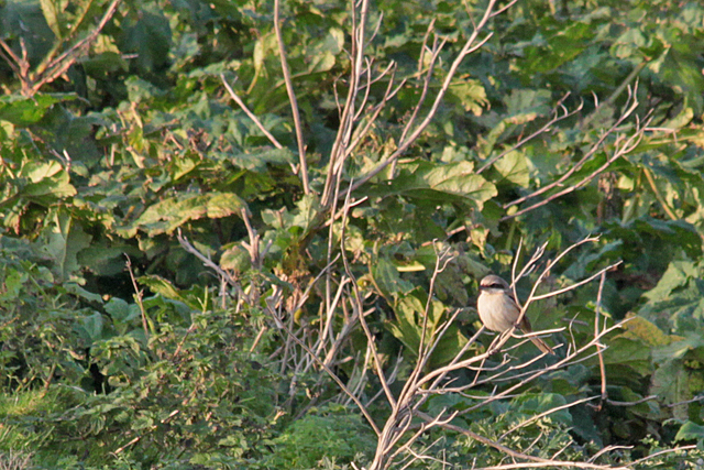 31 oktober 2011, Langstaartklauwier, Den helder_11