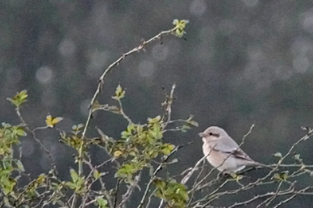 28 oktober 2012, Steppeklapekster, Texel_05