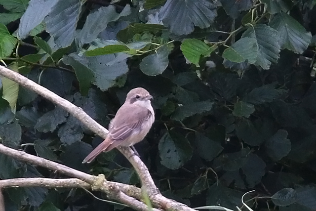 18 augustus 2019, Turkestaanse, Klauwier_Lauwersmeer_12