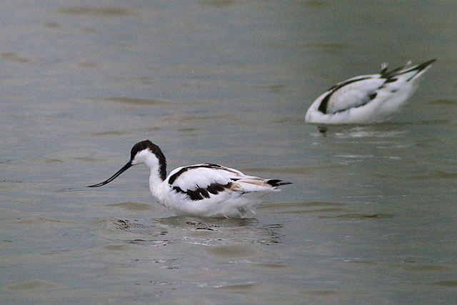 27 augustus 2023, Kluut, 01_Ezumakeeg