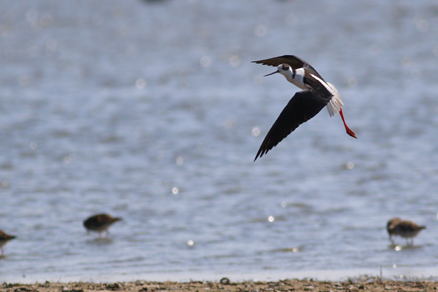 28 april 2021, Steltkluut, Ezumakeeg_2