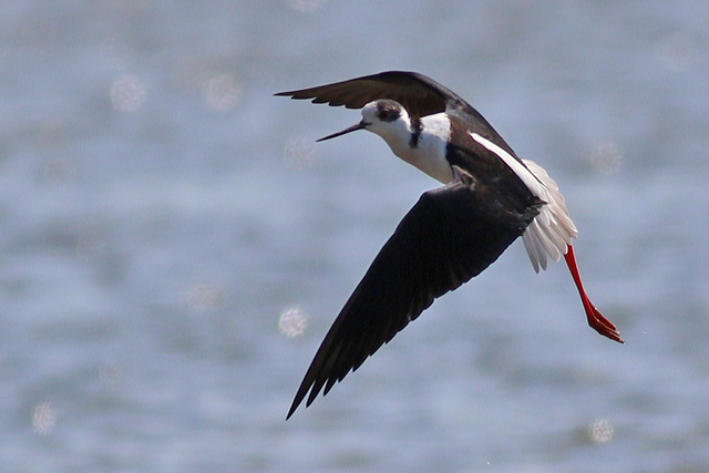 28 april 2021, Steltkluut, Ezumakeeg_3