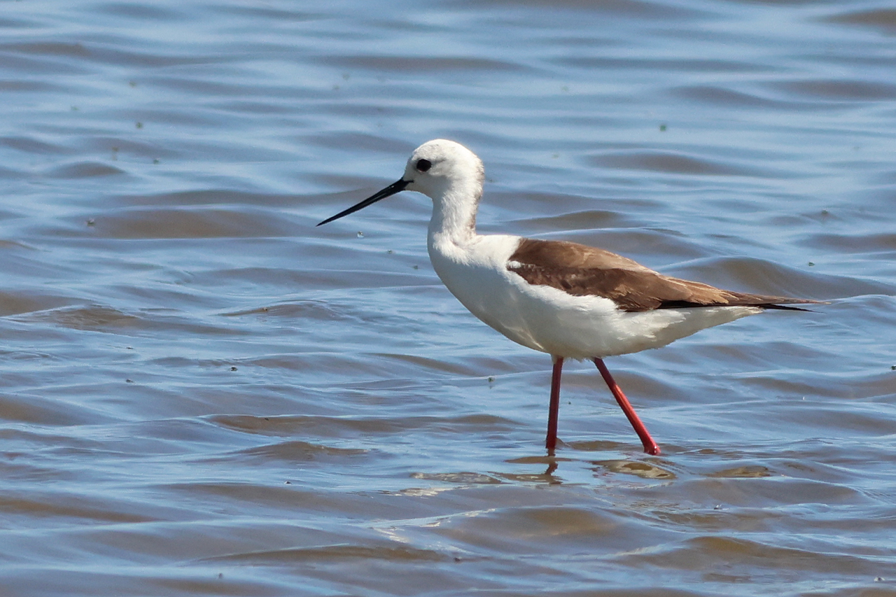 9 mei 2025, Steltkluut, Ezumakeeg