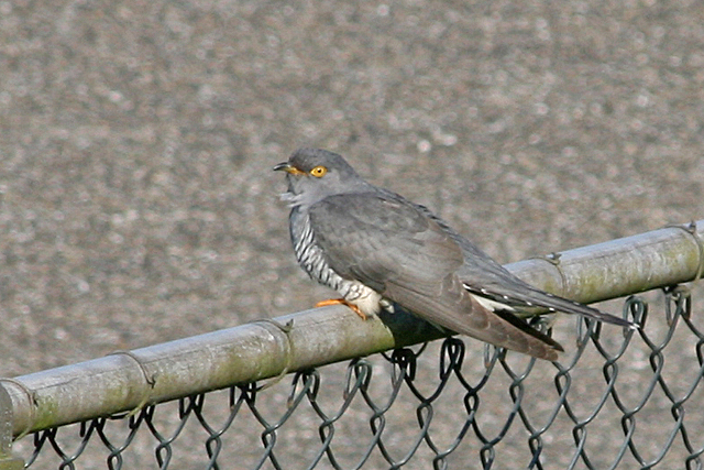 1 mei 2008, Koekoek, Eemshaven