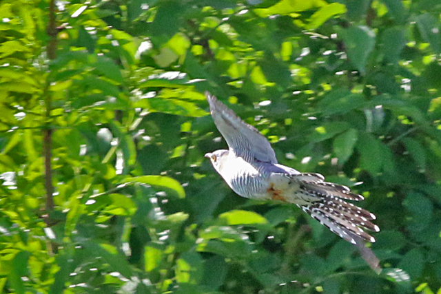 14 mei 2022, Koekoek, Fiemel