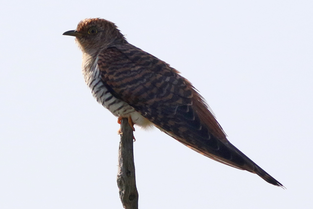 19 mei 2023, Koekoek, 01_Diependal