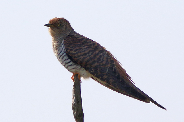 19 mei 2023, Koekoek, 02_Diependal