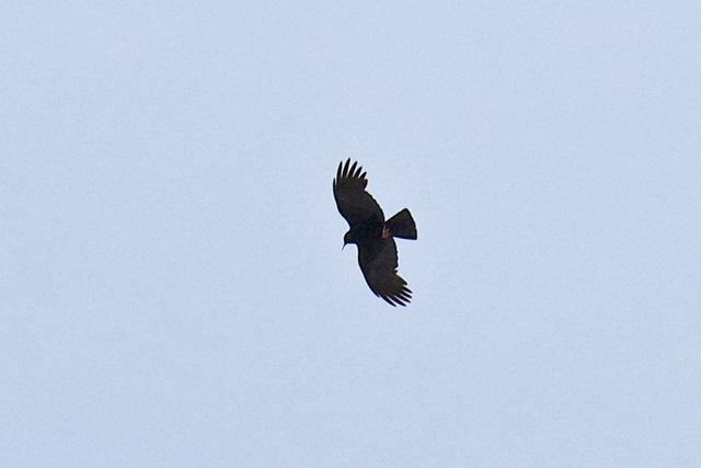 Afbeelding vogel