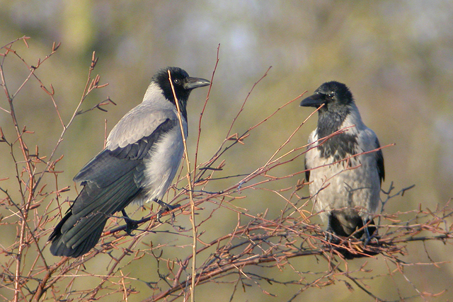2 januari 2006, Bonte Kraai, Lauwersmeer