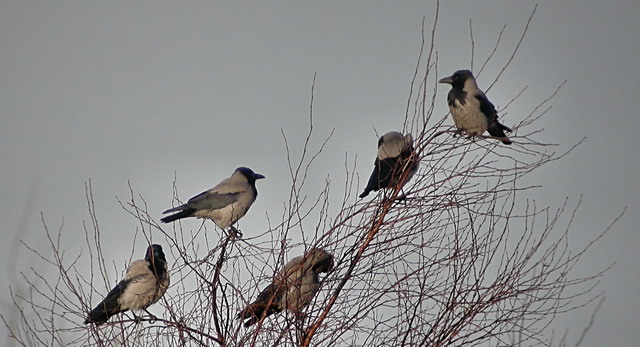 2 januari 2006, bonte kraaien, lauwersmeer_small
