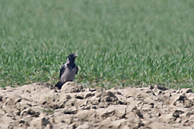 10 april 2016, Bonte Kraai, Spijk