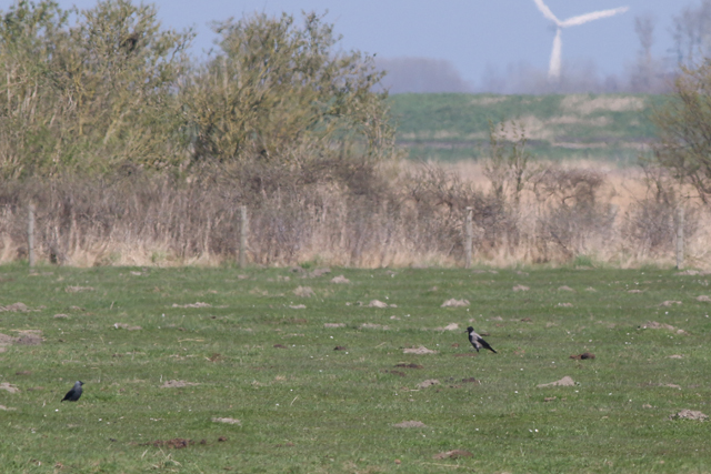 9 april 2017, Bonte Kraai, Lauwersmeer
