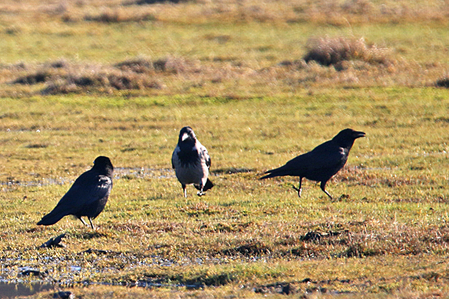 24 februari 2019, Bonte Kraai, Lauwersmeer