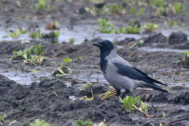 16 februari 2021, Bonte Kraai, Holte