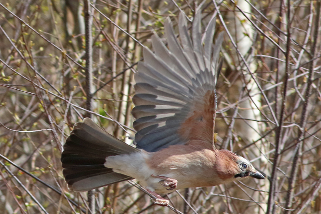 10 april 2022, Gaai, Fochteloerveen