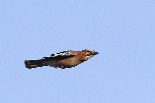 29 mei 2023, Gaai, 01_Wateren