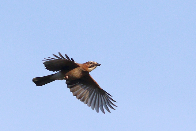 29 mei 2023, Gaai, 02_Wateren