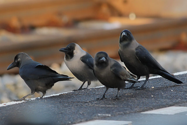 15 december 2012, Huiskraaien incl zugmayeri, Hoek van Holland