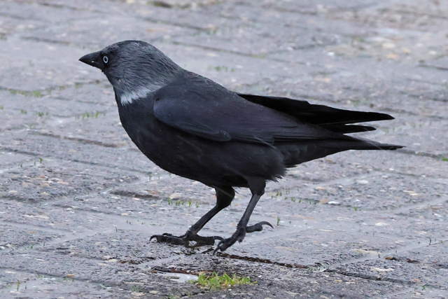 3 januari 2025, Noordse Kauw, Lauwersoog_01