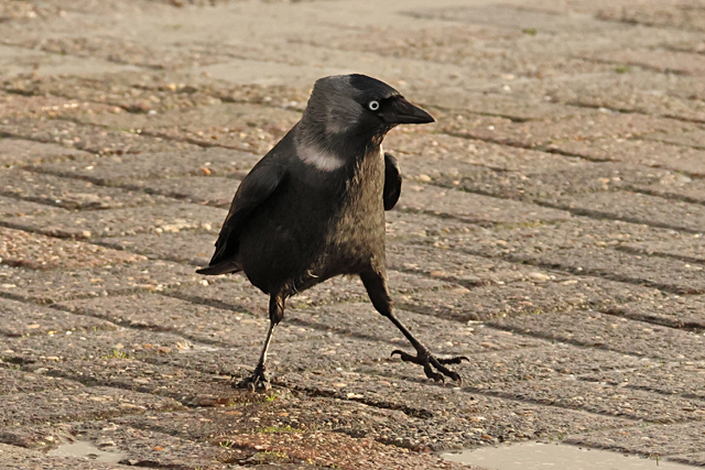 3 januari 2025, Noordse Kauw, Lauwersoog_03